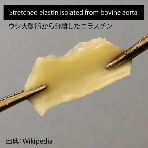 大動脈エラスチン