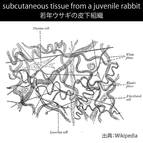 若年ウサギの皮下組織