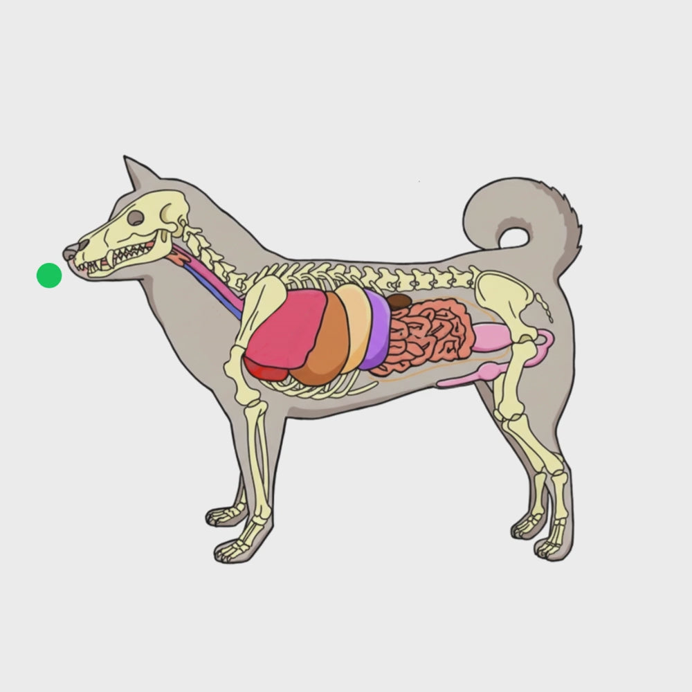 【成犬】コラーゲン2,500mg＋エラスチン 30日分